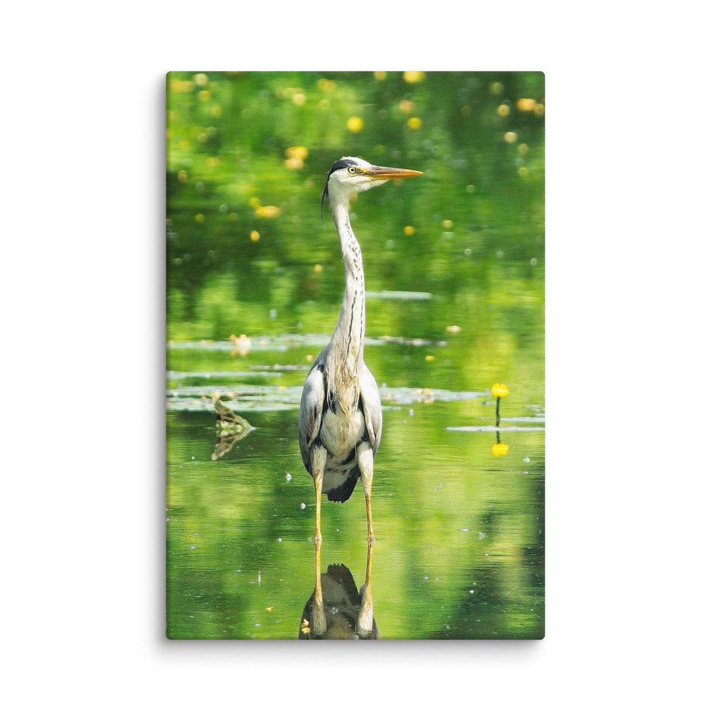 Grey Heron Canvas Print