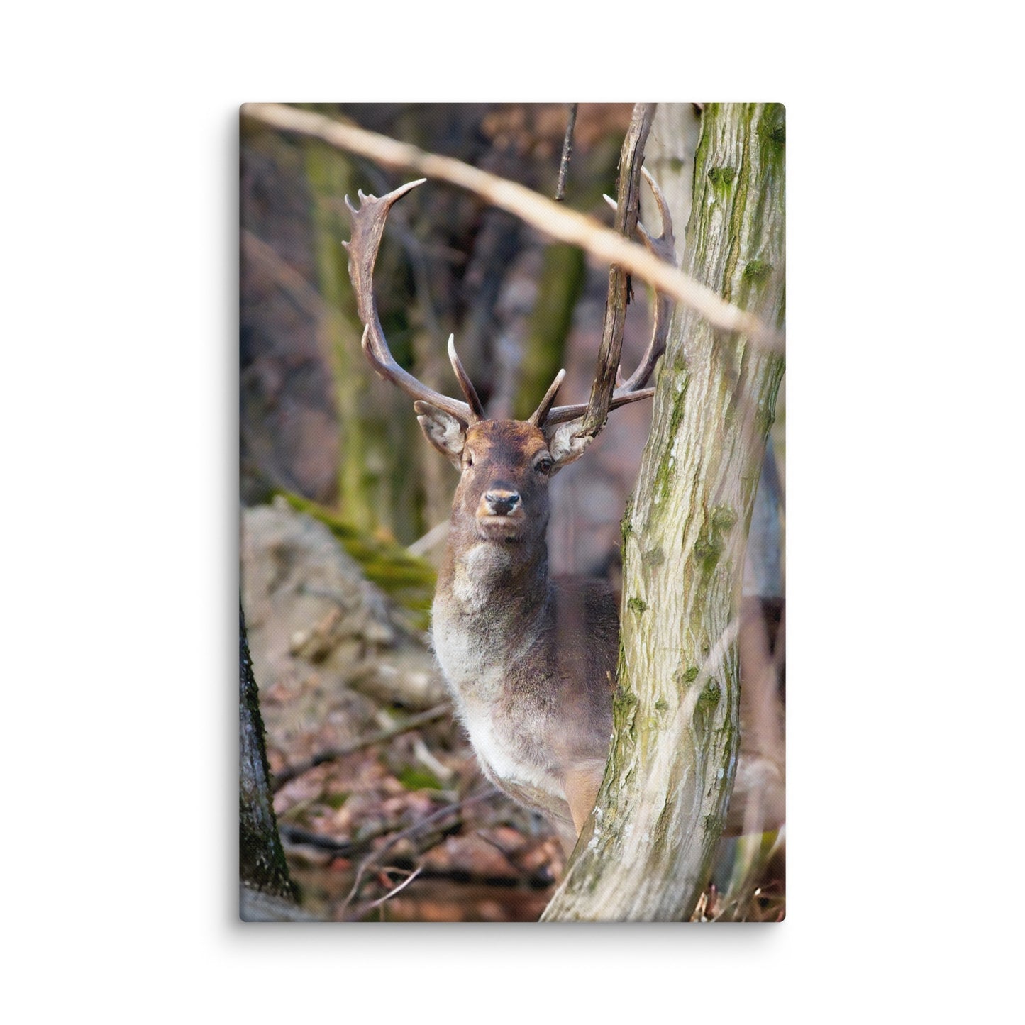 One Eyed Fallow Deer Canvas print