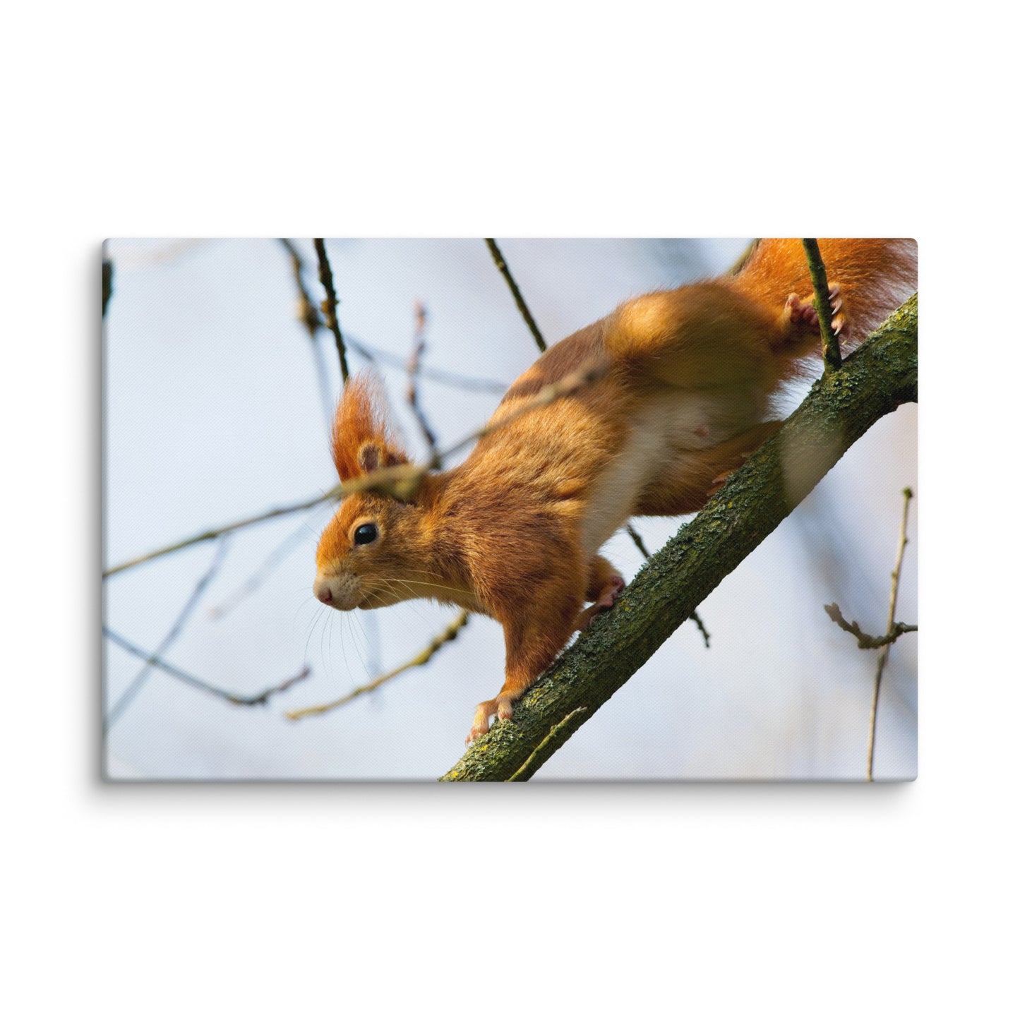 Squirrel Canvas Print