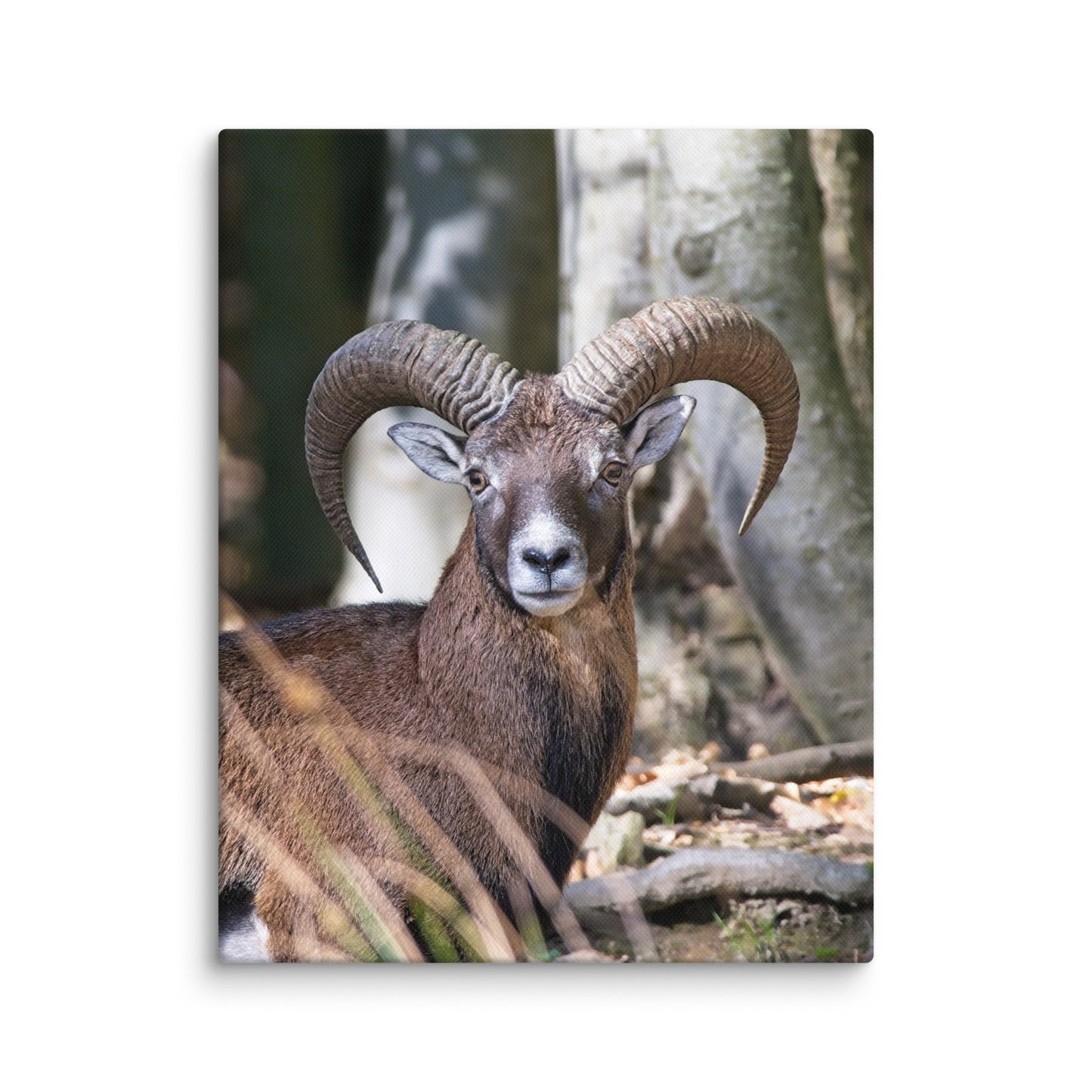 European Mouflon Canvas print