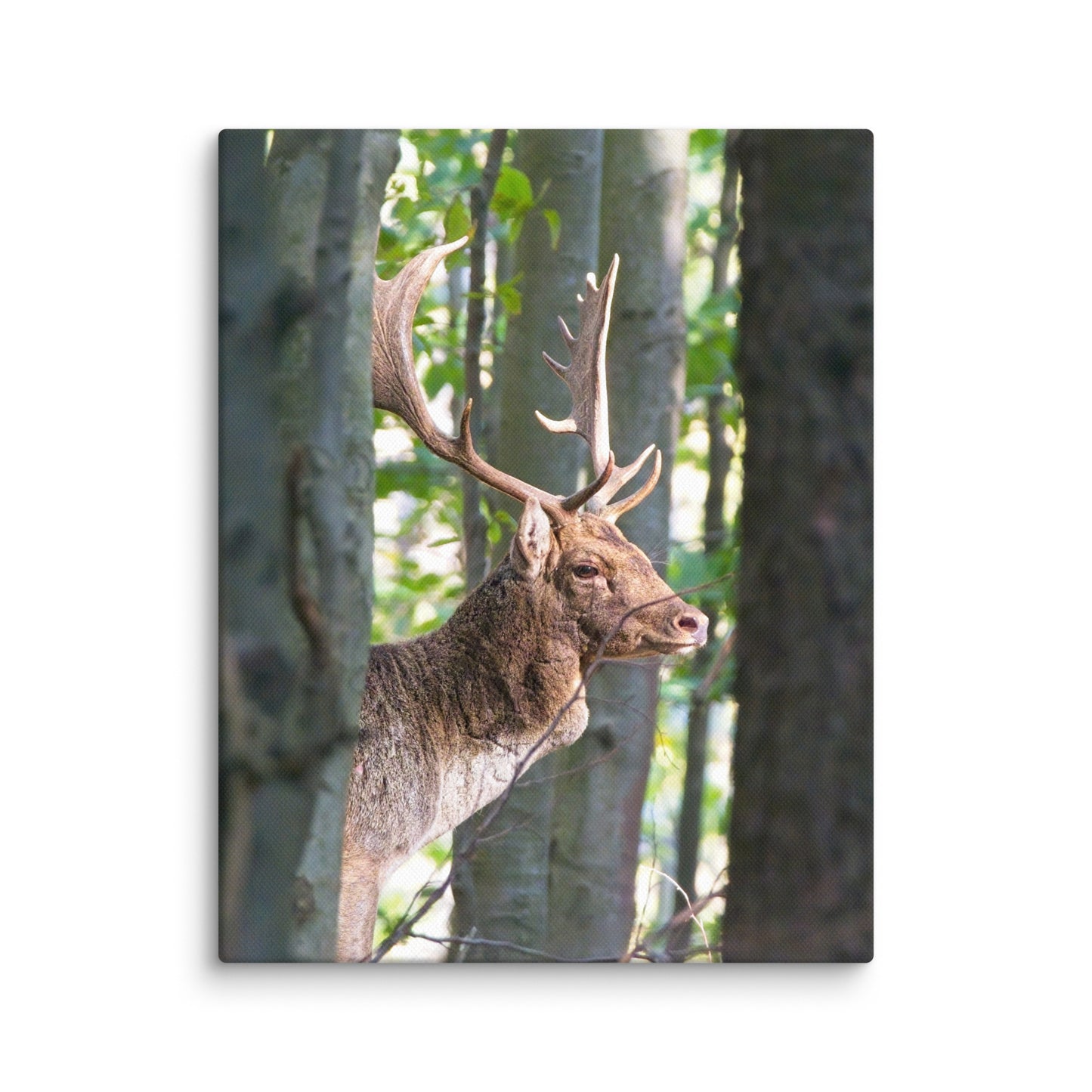 Fallow Deer Herd Leader Canvas print