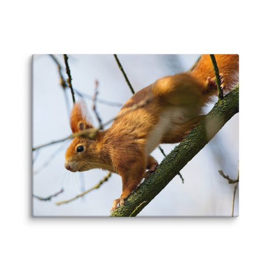 Squirrel Canvas Print