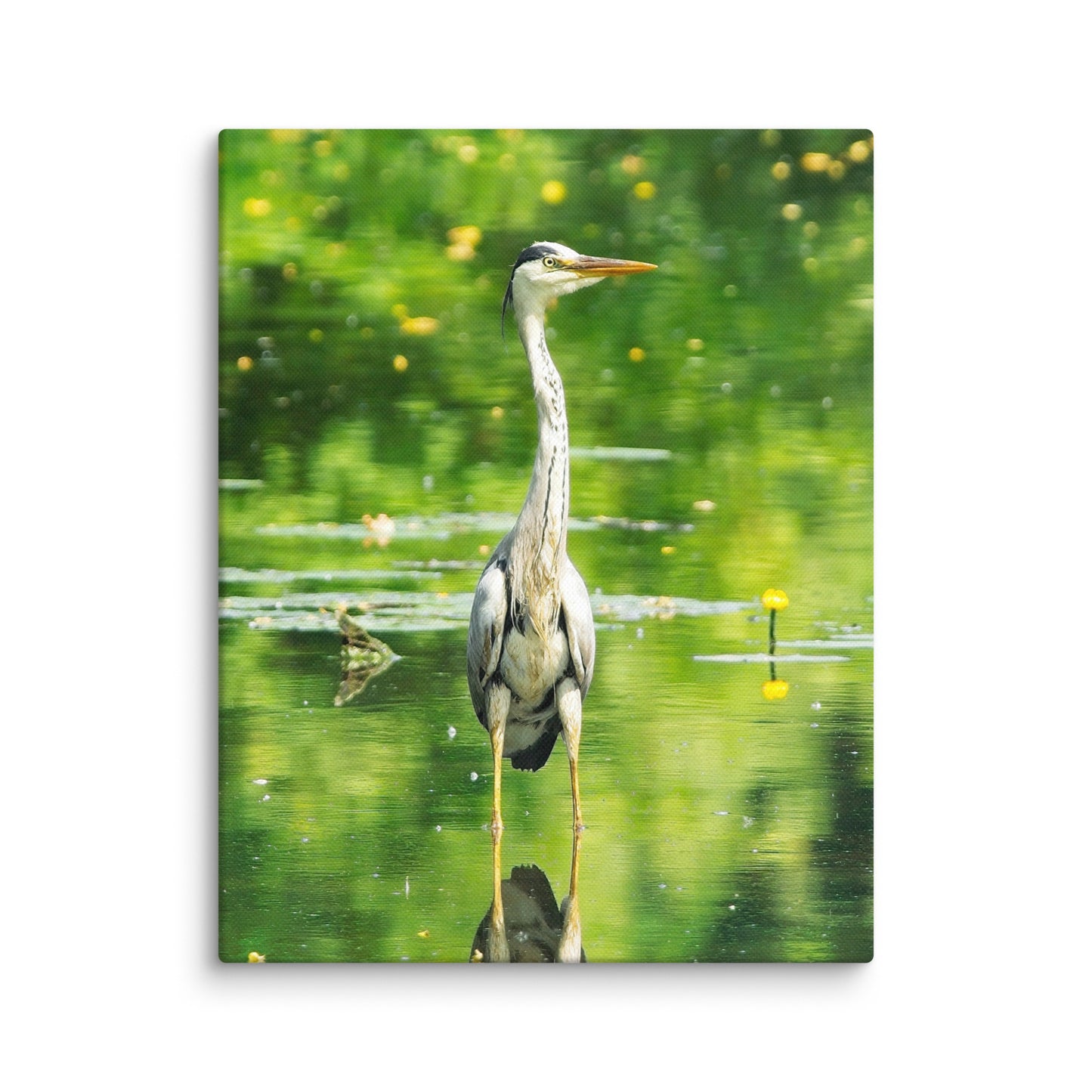 Grey Heron Canvas Print