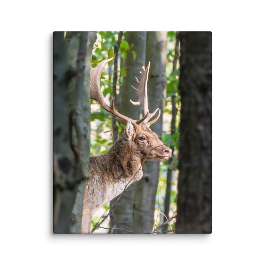 Fallow Deer Herd Leader Canvas print