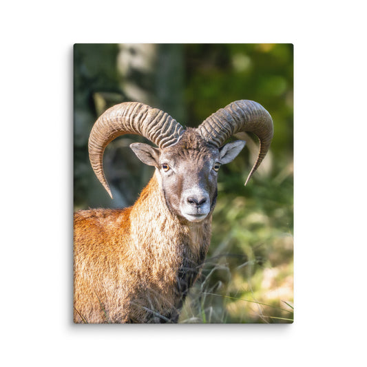 Mouflon Canvas Print