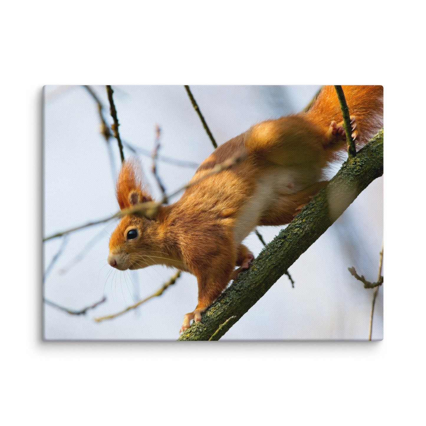 Squirrel Canvas Print