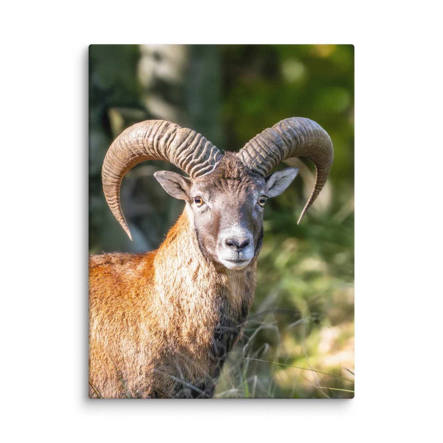 Mouflon Canvas Print