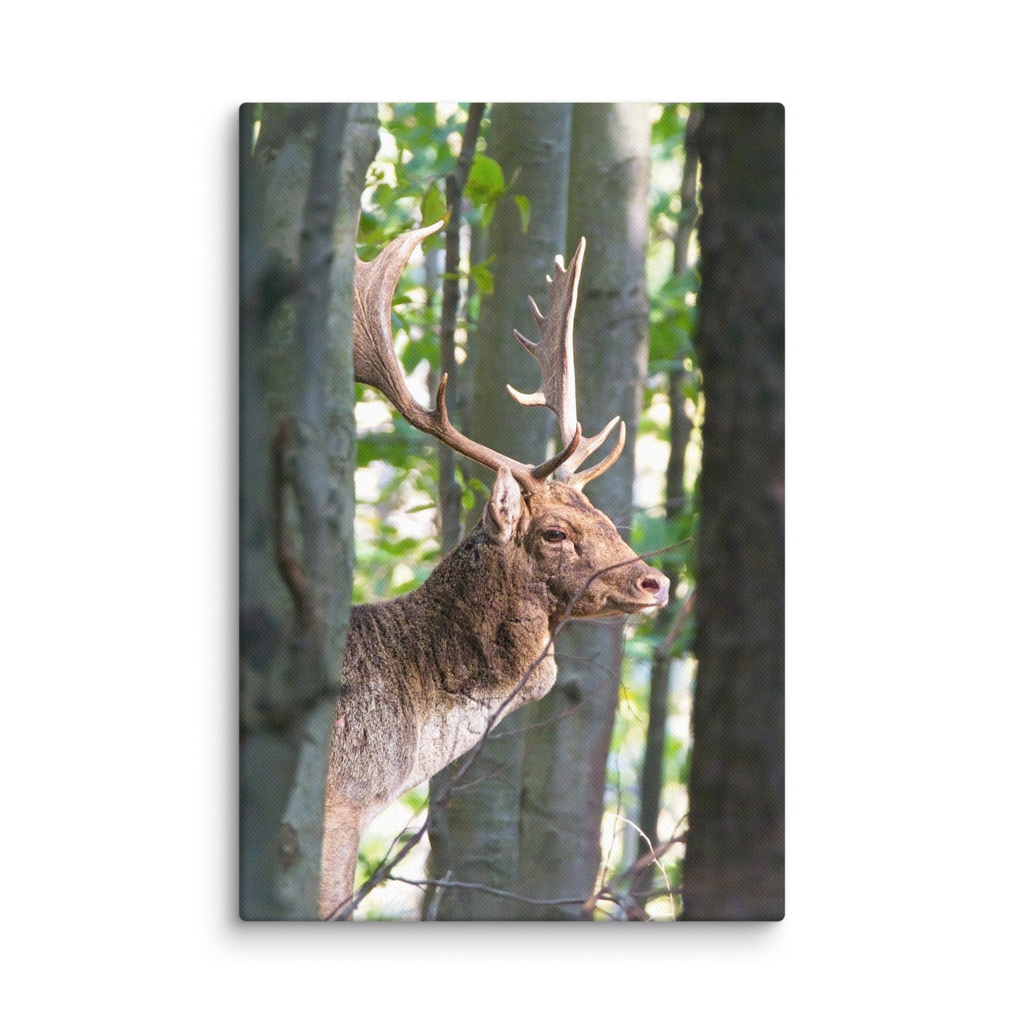 Fallow Deer Herd Leader Canvas print