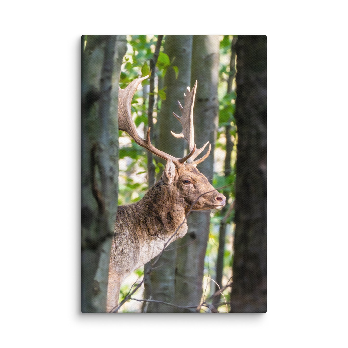 Fallow Deer Herd Leader Canvas print