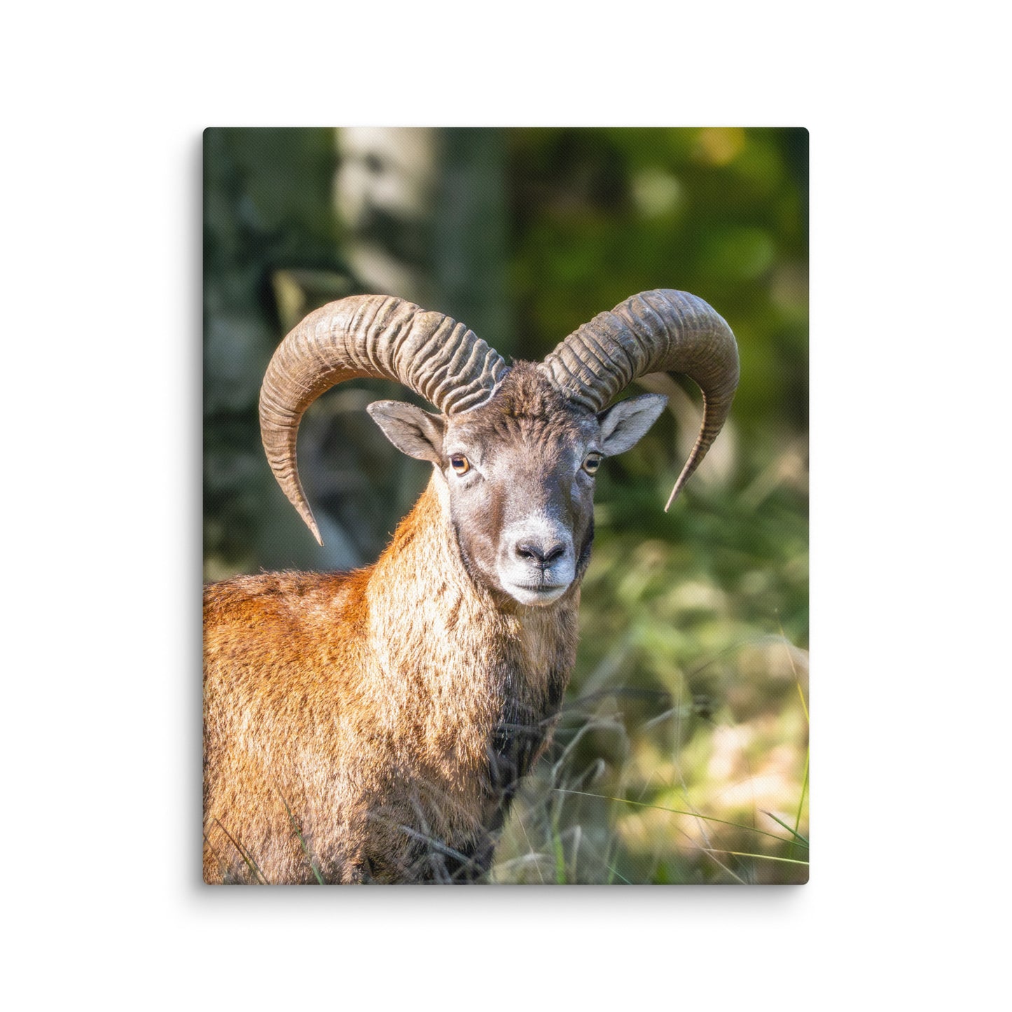 Mouflon Canvas Print