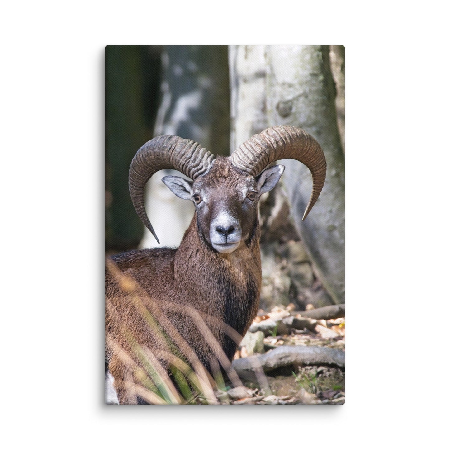 European Mouflon Canvas print