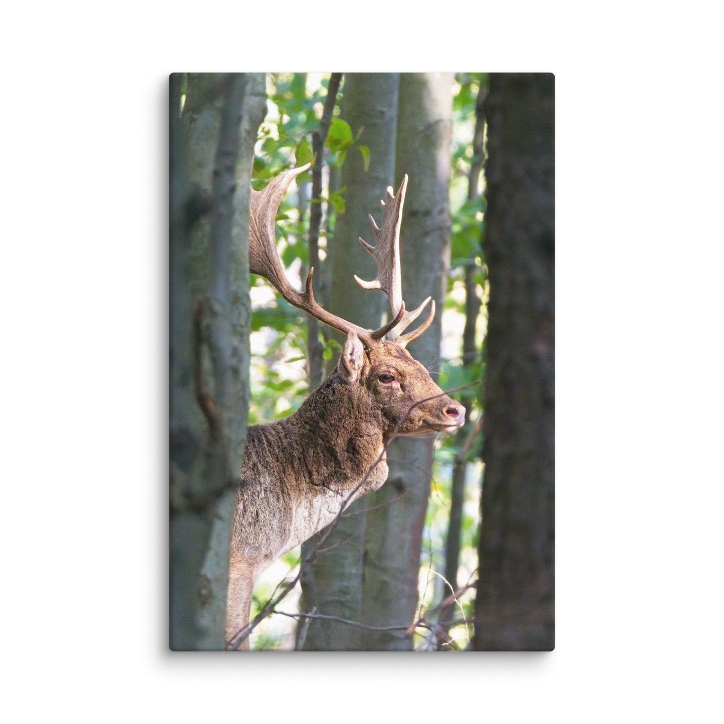 Fallow Deer Herd Leader Canvas print