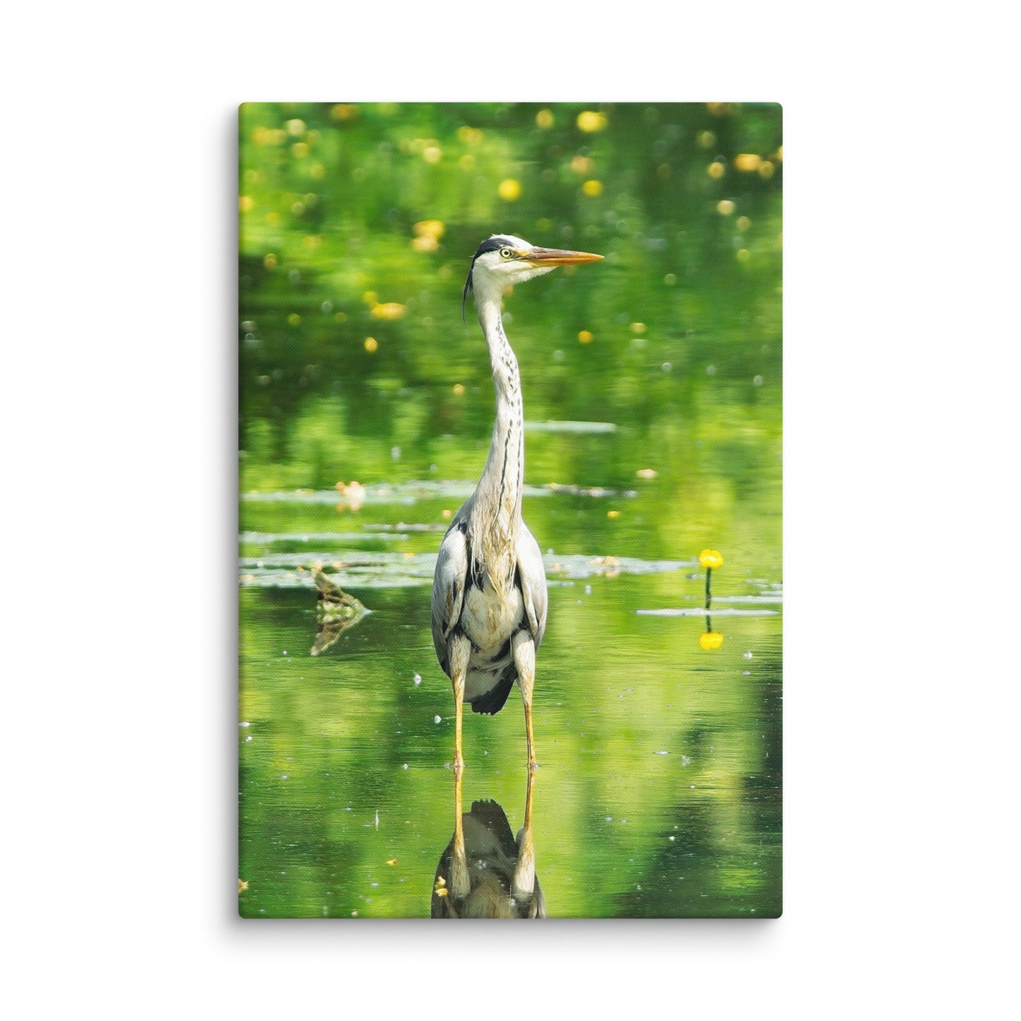 Grey Heron Canvas Print