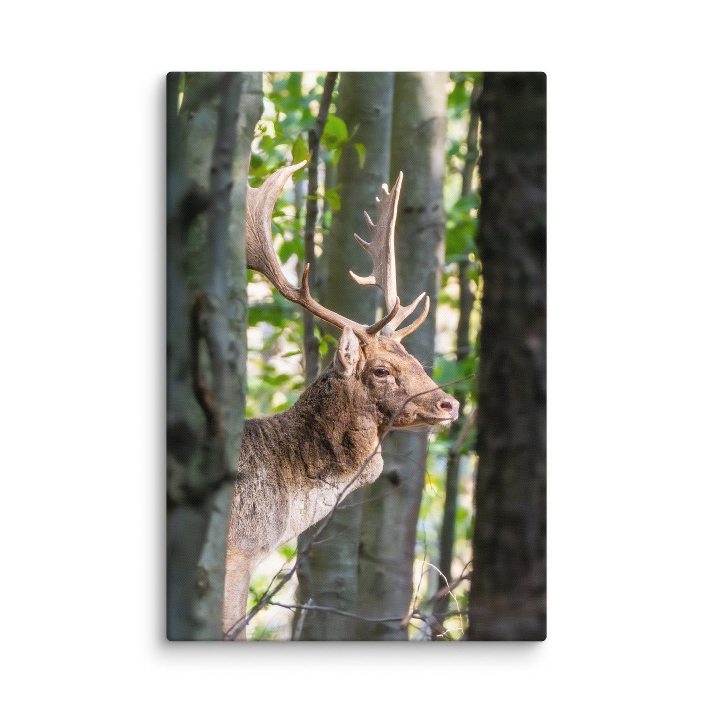 Fallow Deer Herd Leader Canvas print