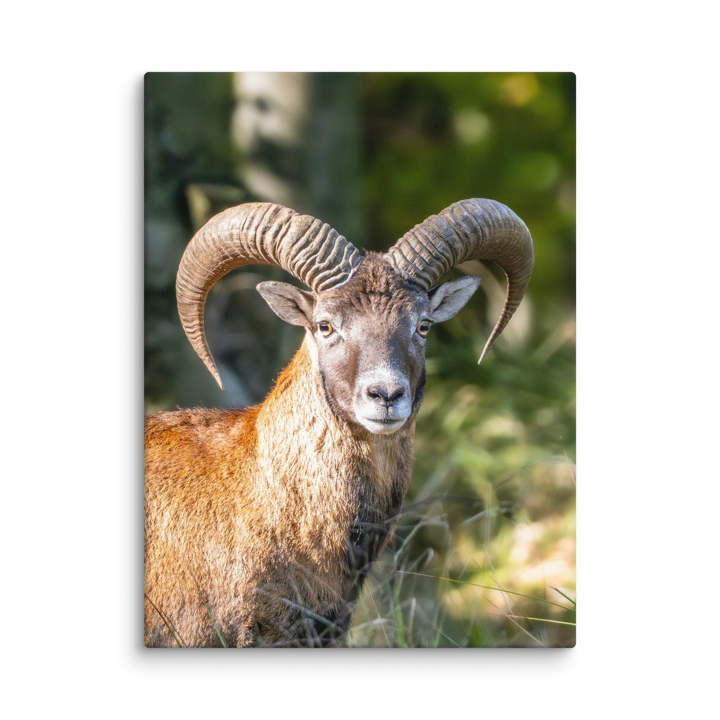 Mouflon Canvas Print
