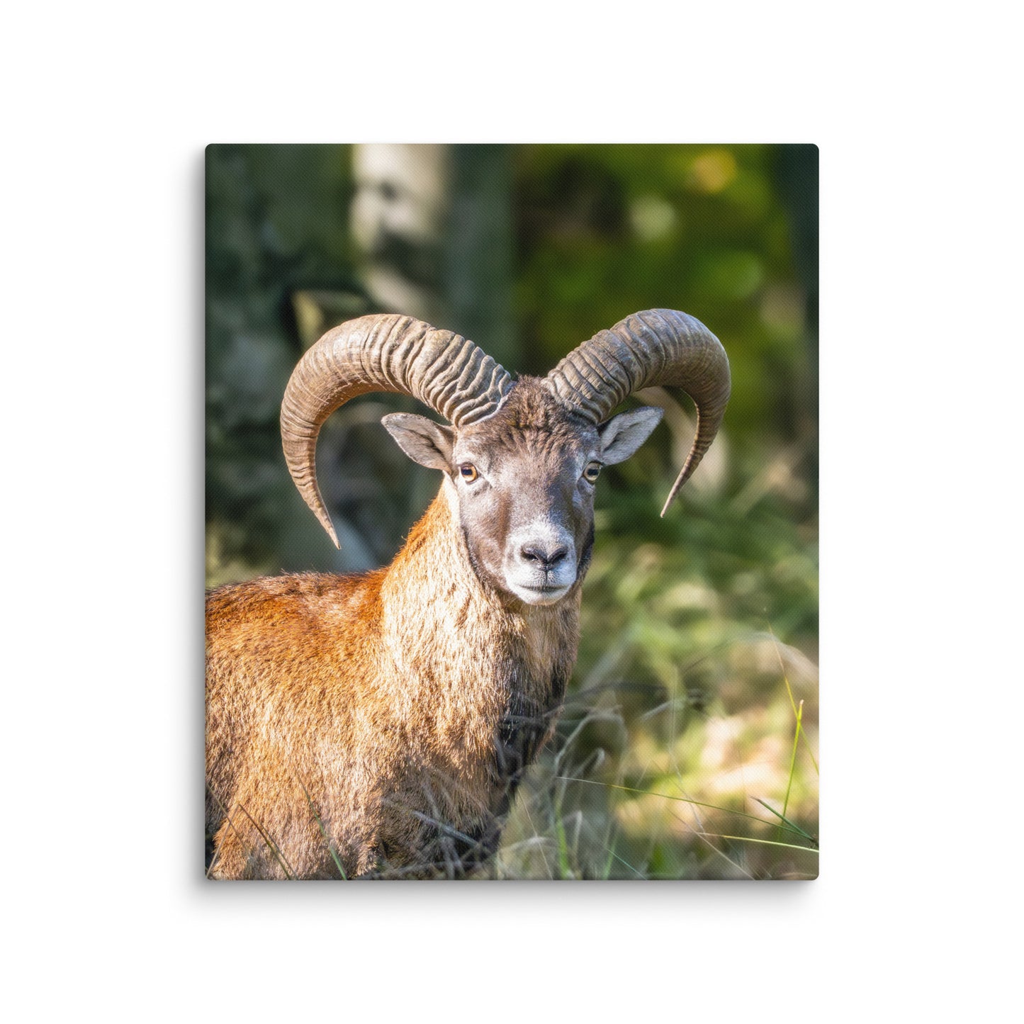 Mouflon Canvas Print