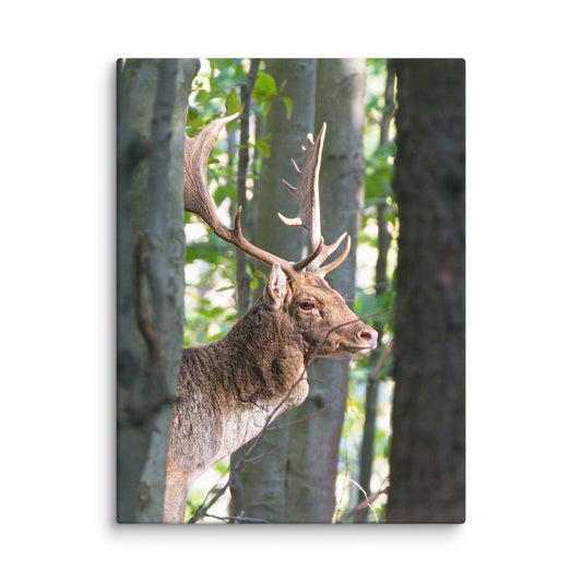 Fallow Deer Herd Leader Canvas print