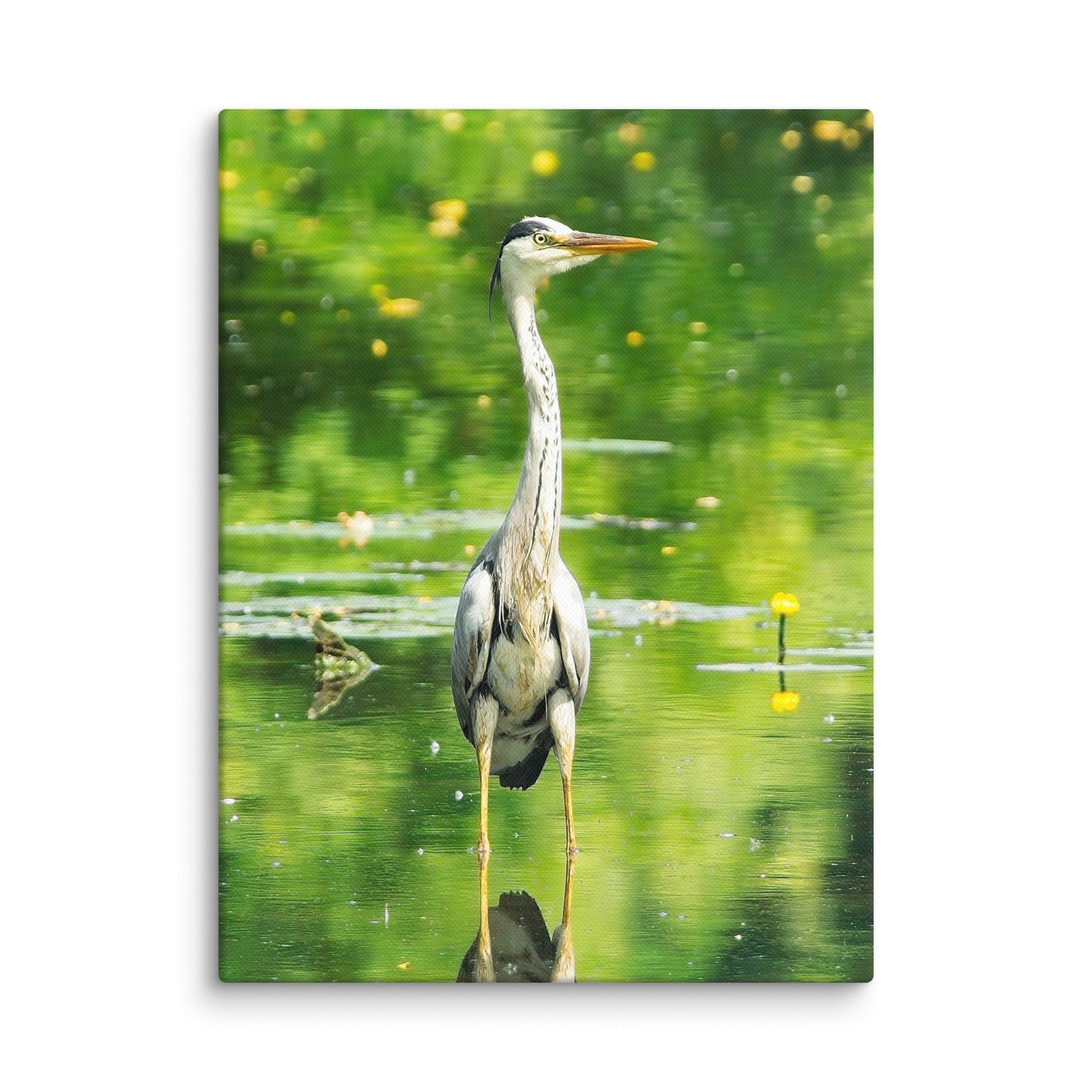 Grey Heron Canvas Print