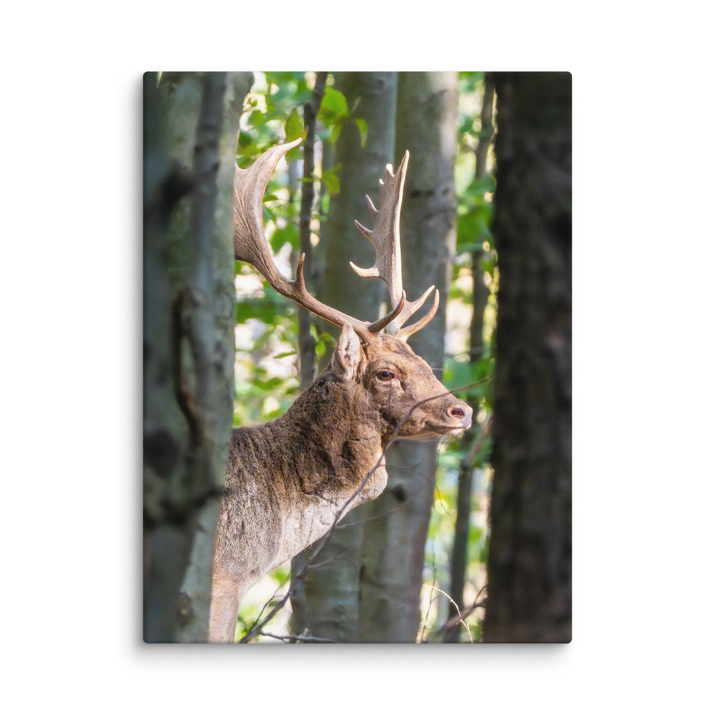 Fallow Deer Herd Leader Canvas print