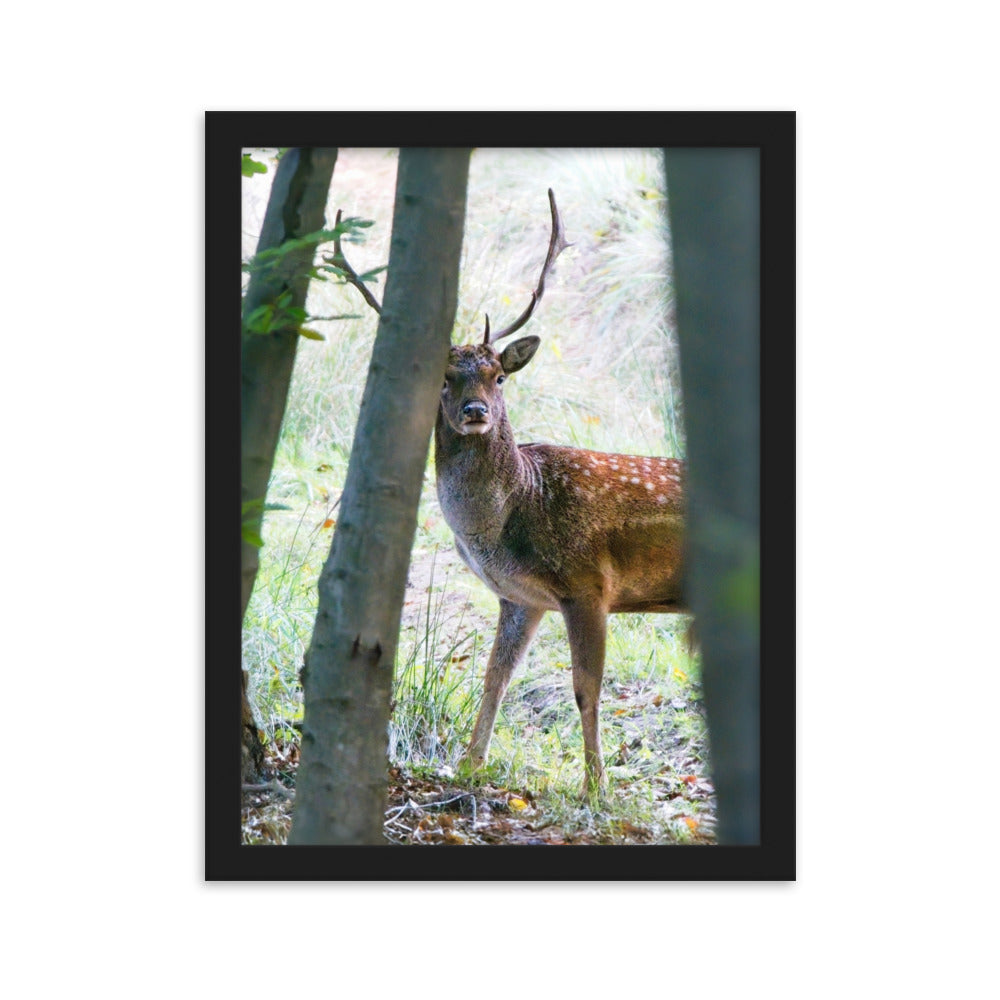 Fallow Deer Framed matte paper poster