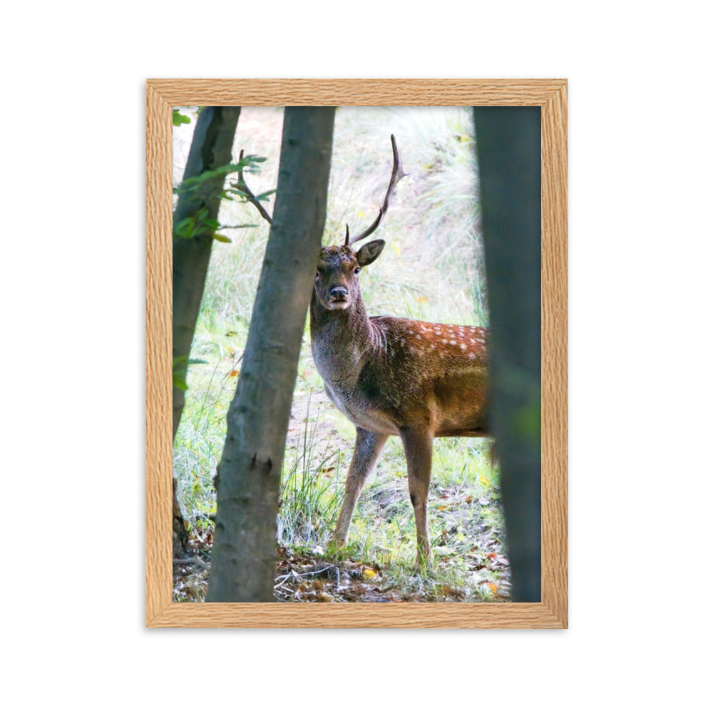 Fallow Deer Framed matte paper poster