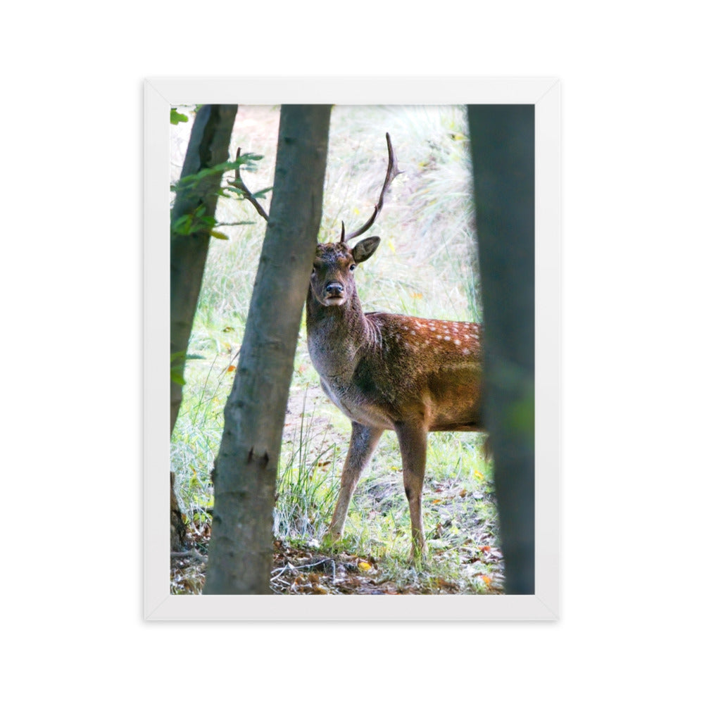 Fallow Deer Framed matte paper poster