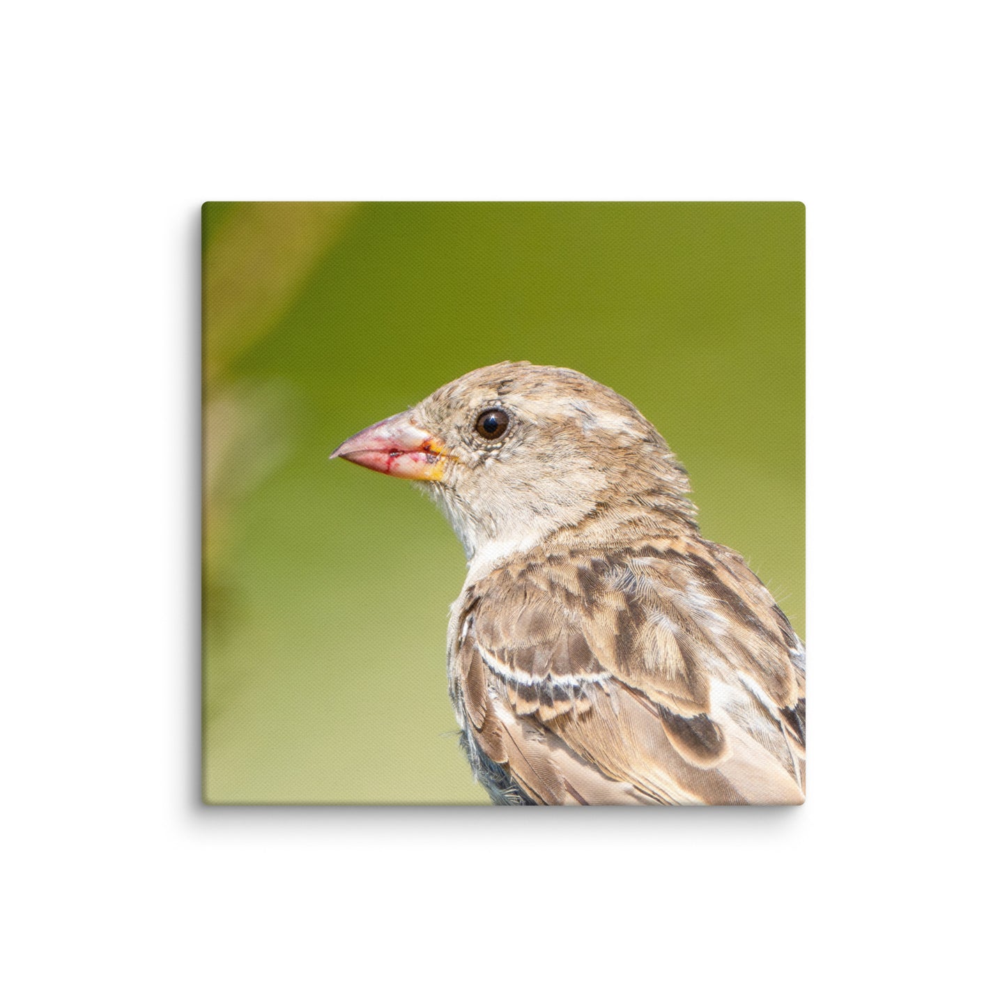 House Sparrow Canvas print